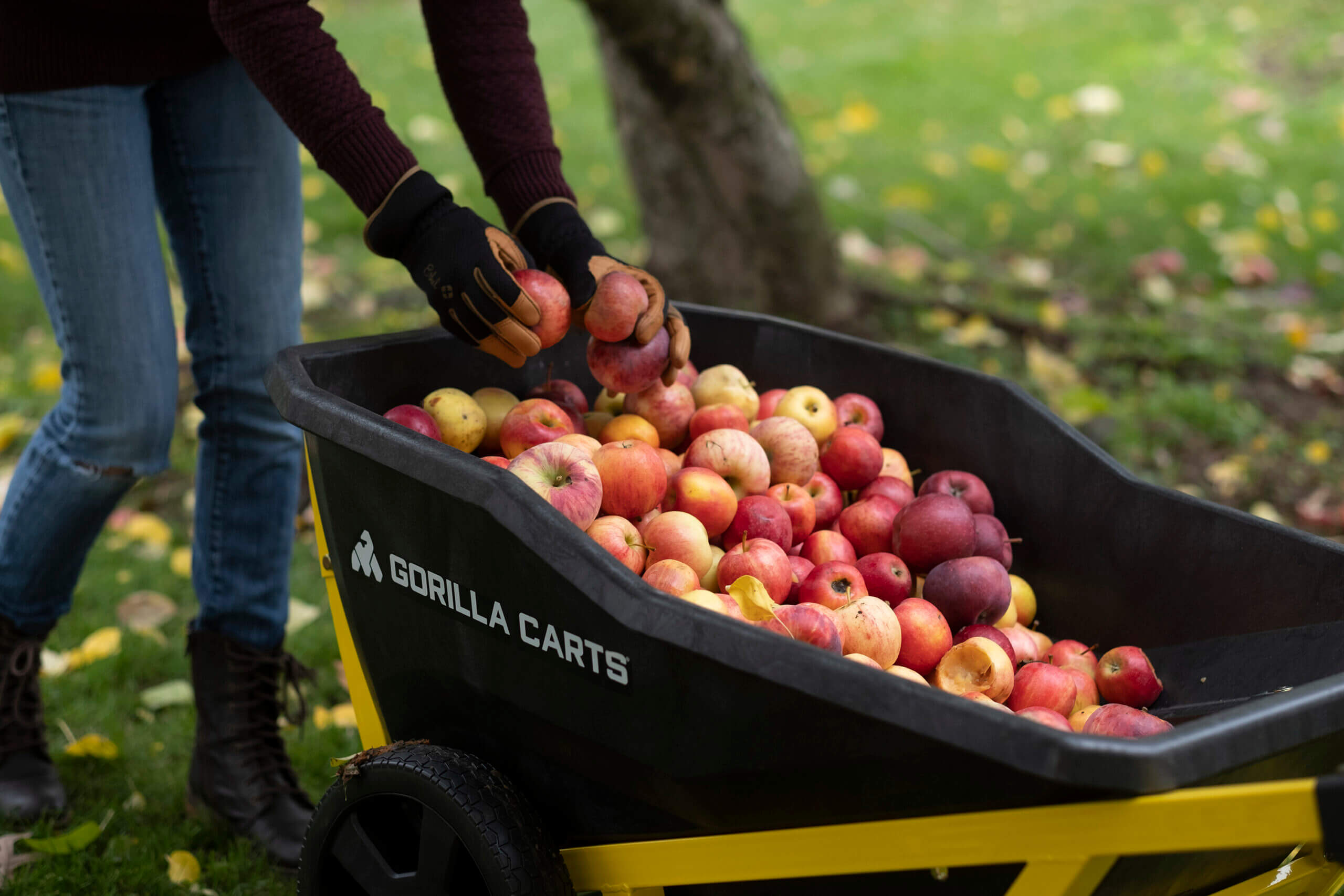 close up of GCR-7 filled with apples